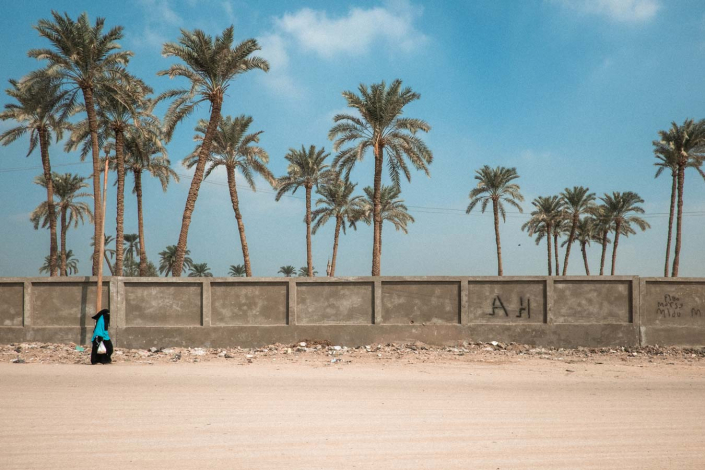 Kairo Palmen
